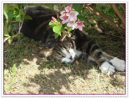 Pirate apprécie le wégélia, 17 avril 2011