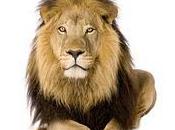 lion comme détecteur mensonge