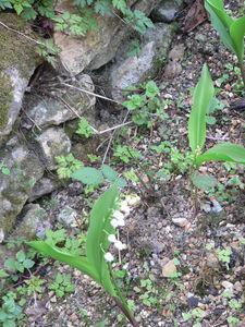 P_ques_au_Calfour_2011_010