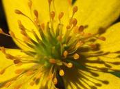 Printemps revue détails