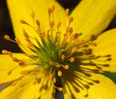 Printemps : revue de détails (4)