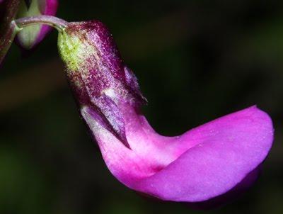 Printemps : revue de détails (4)