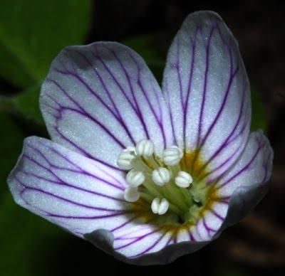 Printemps : revue de détails (4)