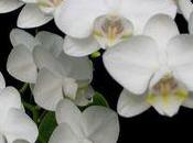 Orchidées Phalaenopsis hollandaises pour Kate William