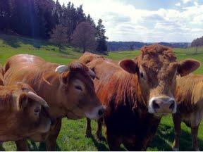 Au détour d'un vert chemin...