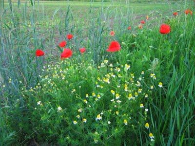 true colors Le H  comme HARMONIE