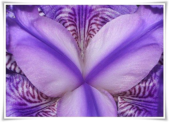 IRIS VIOLET