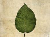 Boxer Rebellion Cold Still