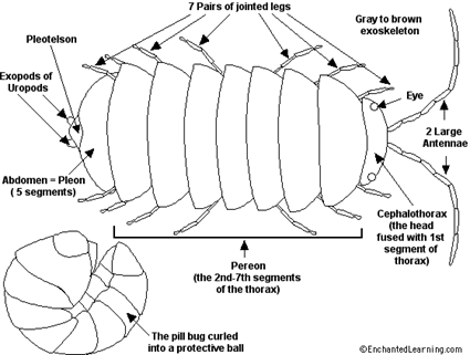 Schéma de l'anatomie d'Armadillidium vulgare