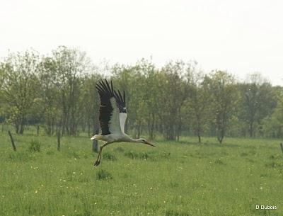 Vol de cigogne dans les Marais Nantais