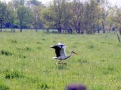 cigogne dans Marais Nantais
