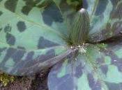 histoire Trillium...