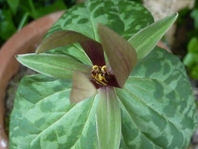 Une histoire de Trillium...