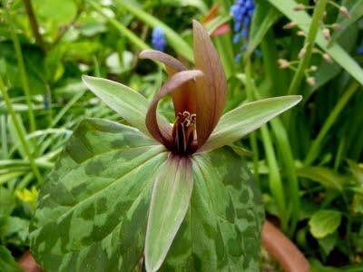 Une histoire de Trillium...