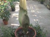 suivre direct: floraison d'un arum Titan webcam.