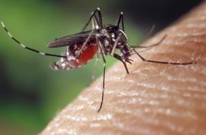 Vaincre le paludisme avec les OGM ?