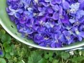 DĂŠlicieuses violettes