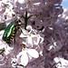 2011-04-12_insecte_lilas