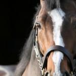 L’école d’équitation classique l’Amazone collabore avec le Cirque du Soleil