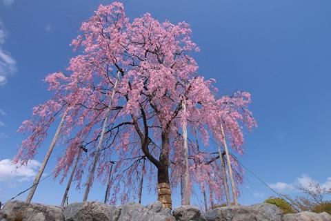 Sakura et leçon de courage