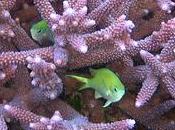 Danger, danger corail