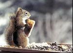 écureuils se méfient des voleurs