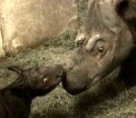 vidéo harapan bébé rhinocéros de sumatra