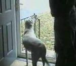 vidéo chien reguse de traverser une porte sans glace