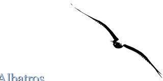 ALBATROS  ... (1)