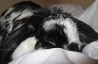 Cake DUKAN au protifar,sons,eau de rose,fleur d'hibiscus