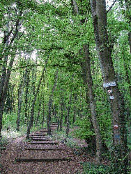 forêt communale de Rombas GR 5