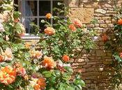 Printemps triomphant Calfour