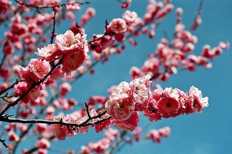 Maquillage fleur de cerisier