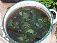 Vidéo : Comment faire du purin d'orties ?