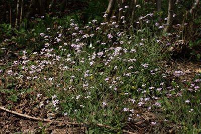 Cardaminopsis arenosa subsp. borbasii, Arabette des sables