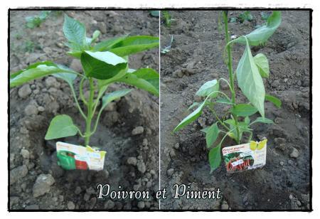 Allons à la motte, 17 avril 2011