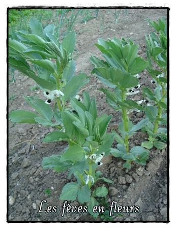 Allons à la motte, 17 avril 2011
