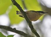 Sittelle, infatigable grimpeur arbres