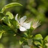 March 2011 - Flowers (5) March 2011 : Flowers