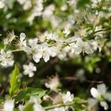 March 2011 - Flowers (2) March 2011 : Flowers