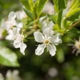 March 2011 - Flowers (4) March 2011 : Flowers