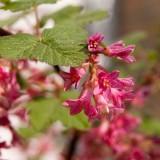 March 2011 - Flowers (11) March 2011 : Flowers