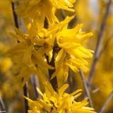 March 2011 - Flowers (13) March 2011 : Flowers