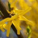 March 2011 - Flowers (15) March 2011 : Flowers