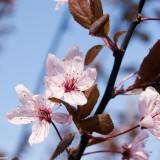 March 2011 - Flowers (18) March 2011 : Flowers