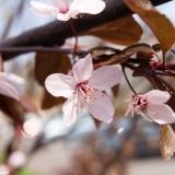 March 2011 - Flowers (17) March 2011 : Flowers