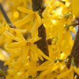 March 2011 - Flowers (14) March 2011 : Flowers