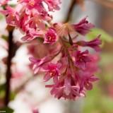 March 2011 - Flowers (12) March 2011 : Flowers