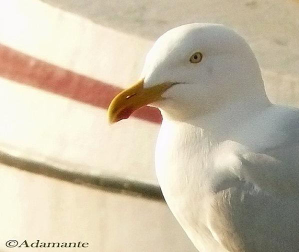 mouette3.jpg