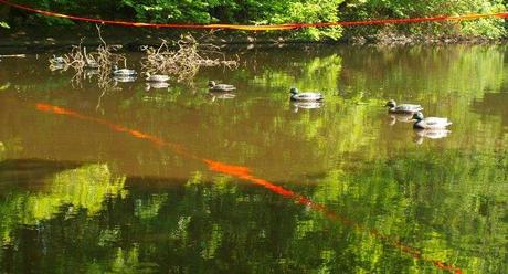 A un saut d'cheval de la maison (photos) : attention, ça mouille ! chev9